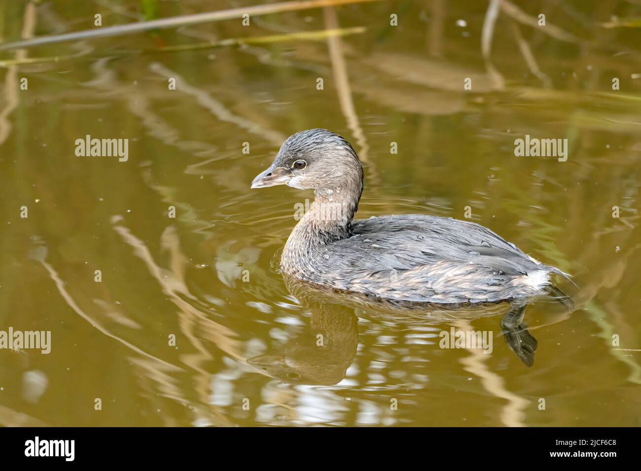 Un Grebe à bec de pied, Podilymbus podiceps, dans une zone humide d'eau douce du South Padre Island Birding Center, Texas. Banque D'Images