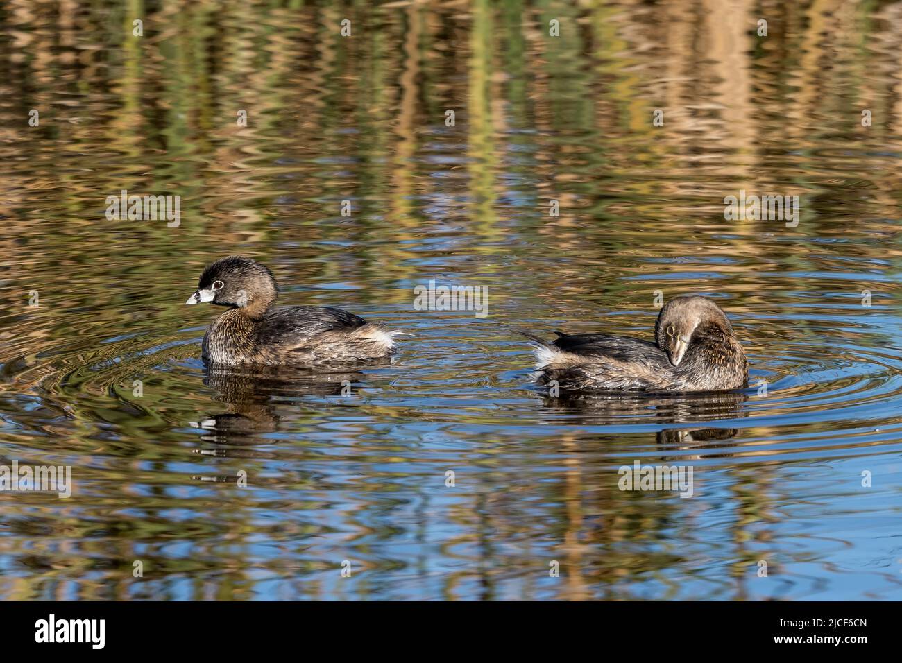 Une paire de grebes à bec de pied, Podilymbus podiceps, dans une zone humide d'eau douce du South Padre Island Birding Center, Texas. Banque D'Images