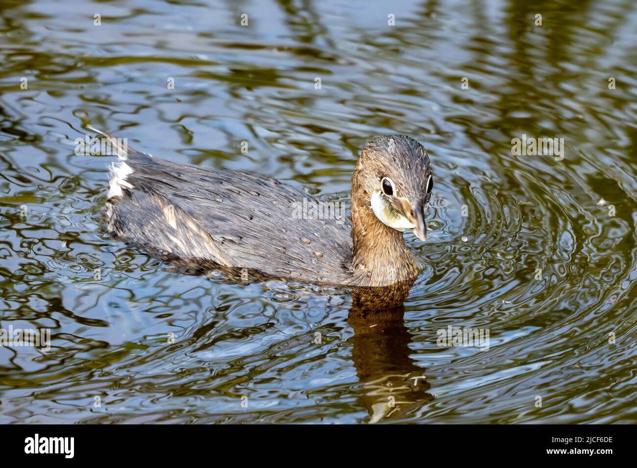 Un Grebe à bec de pied, Podilymbus podiceps, avec un poisson dans une zone humide du South Padre Island Birding Center, Texas. Banque D'Images