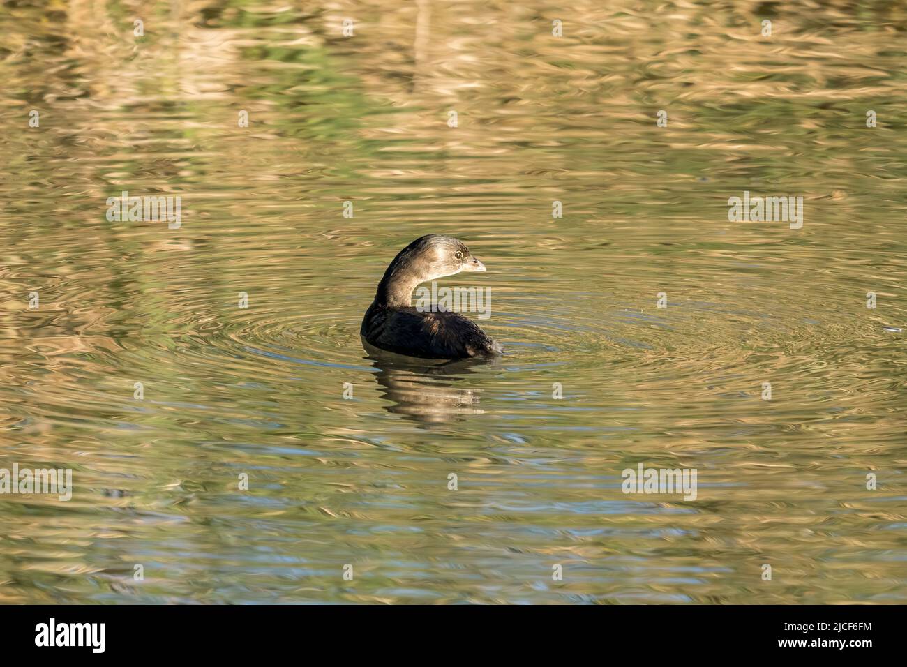 Un Grebe à bec de pied, Podilymbus podiceps, dans une zone humide d'eau douce du South Padre Island Birding Center, Texas. Banque D'Images