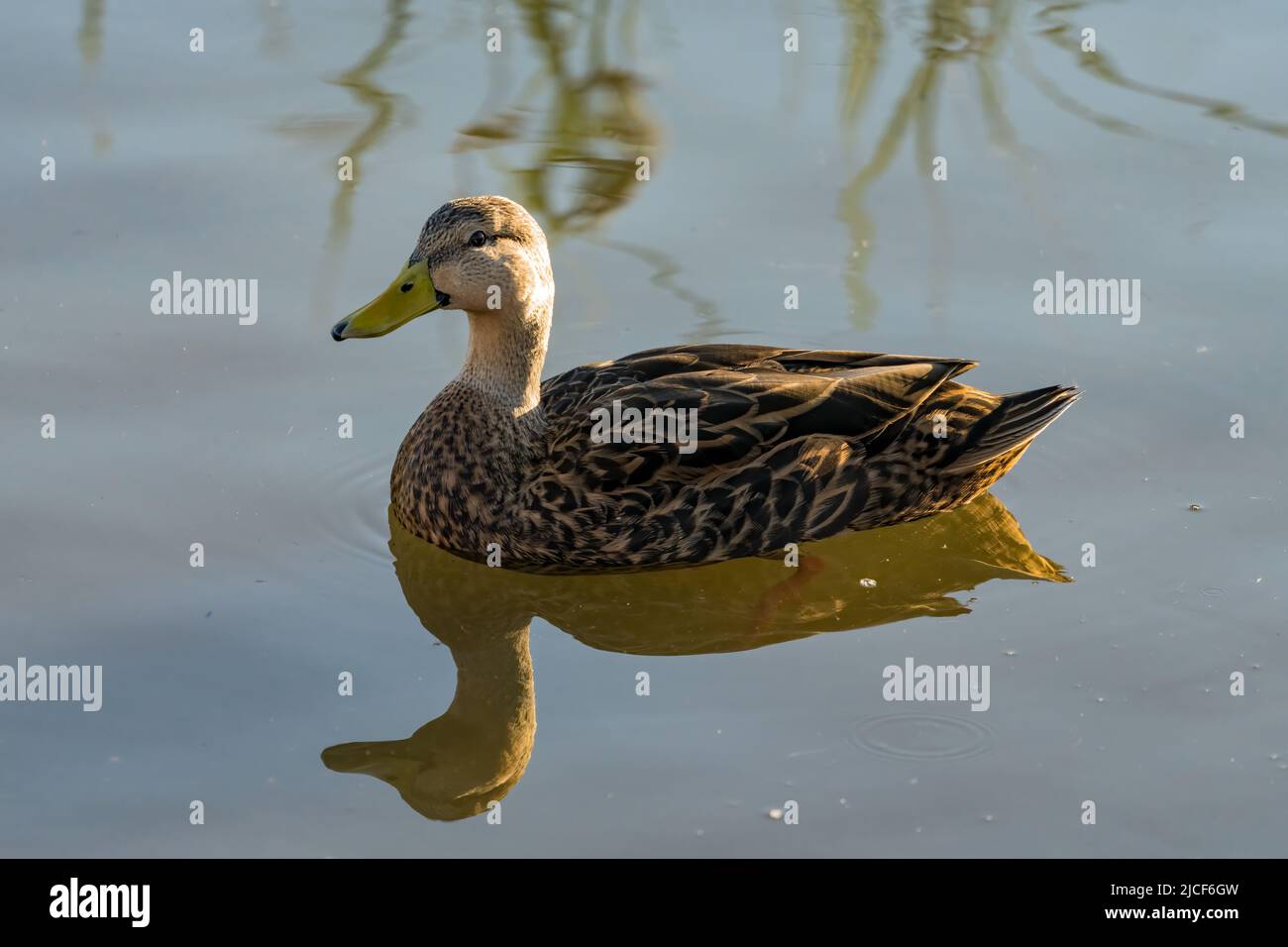 Un drake de canard tacheté, Aas fulvigula, dans les zones humides du centre de Birding de South Padre Island, au Texas. Banque D'Images