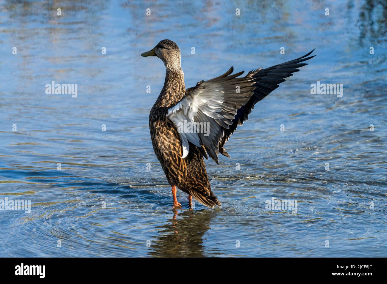 Un drake de canard tacheté, Aas fulvigula, qui étend ses ailes dans les zones humides du South Padre Island Birding Center au Texas. Banque D'Images