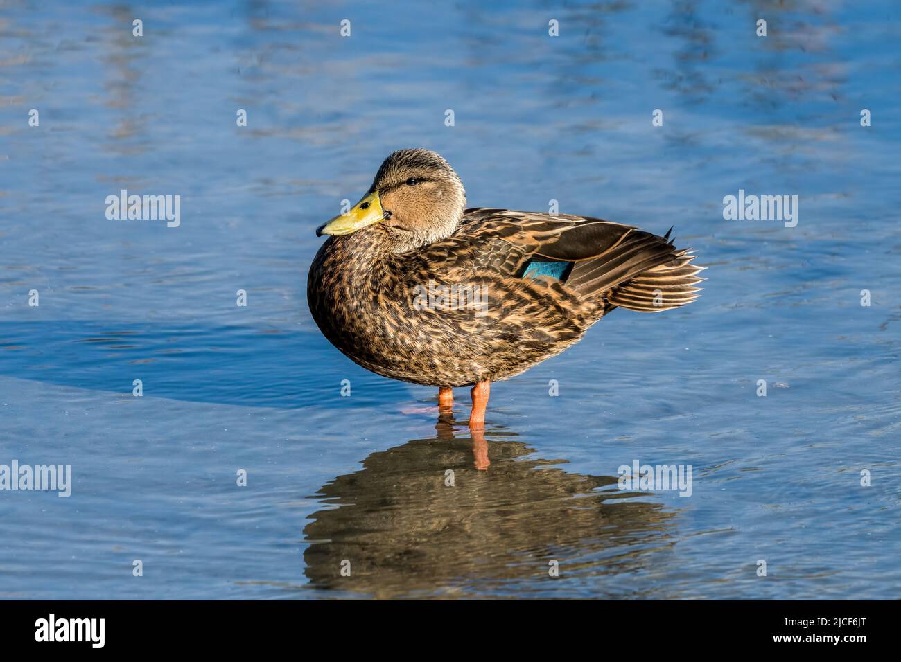 Un drake de canard tacheté, Aas fulvigula, dans les zones humides du centre de Birding de South Padre Island, au Texas. Banque D'Images