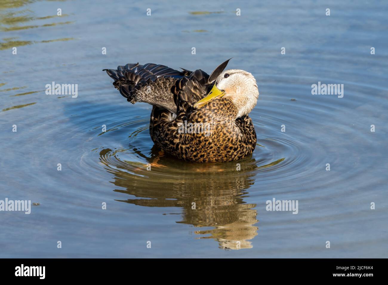 Un drake de canard tacheté, Aas fulvigula, qui se prélase dans les zones humides du South Padre Island Birding Center au Texas. Banque D'Images