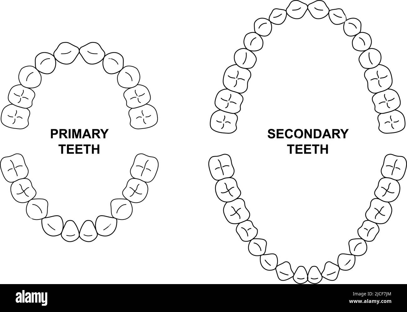 Anatomie des dents secondaires et primaires. Illustration des mâchoires pour enfant et adulte. Tableau d'arrivée des dents pour adultes et enfants. Silhouette des dents secondaires et primaires Illustration de Vecteur