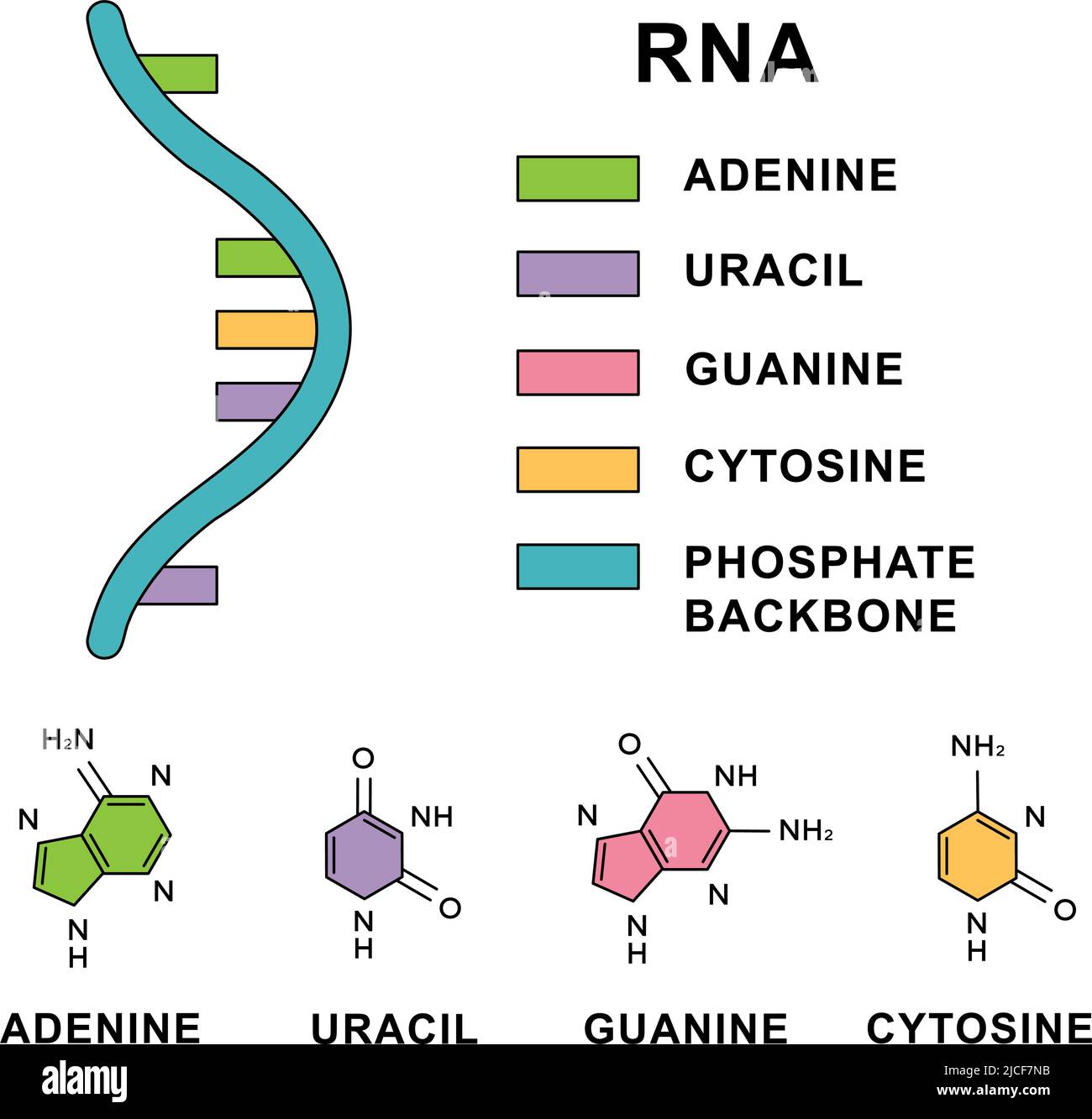 Molécule d'acide ribonucléique en spirale avec formules moléculaires des  nucléobases d'ARN. Molécule d'ARN avec structure nucléobases - cytosine,  guanine, adénine, uracile Image Vectorielle Stock - Alamy