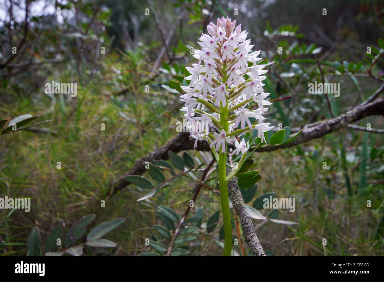 Orchidée pyramidale (Anacamptis pyramidalis), Majorque, Espagne Banque D'Images