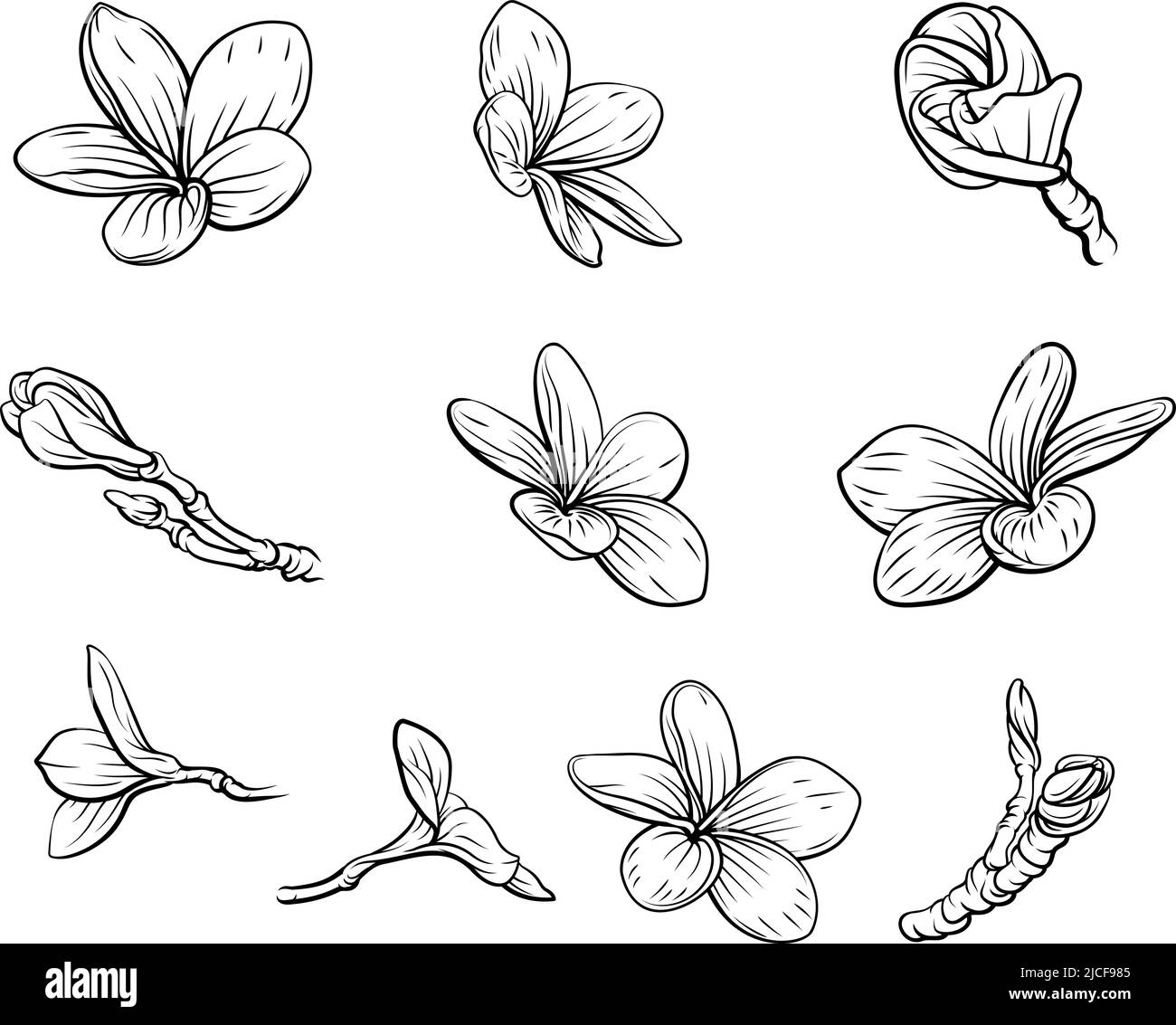 Plumeria Frangipani Bali fleurs Vintage Woodcut Illustration de Vecteur