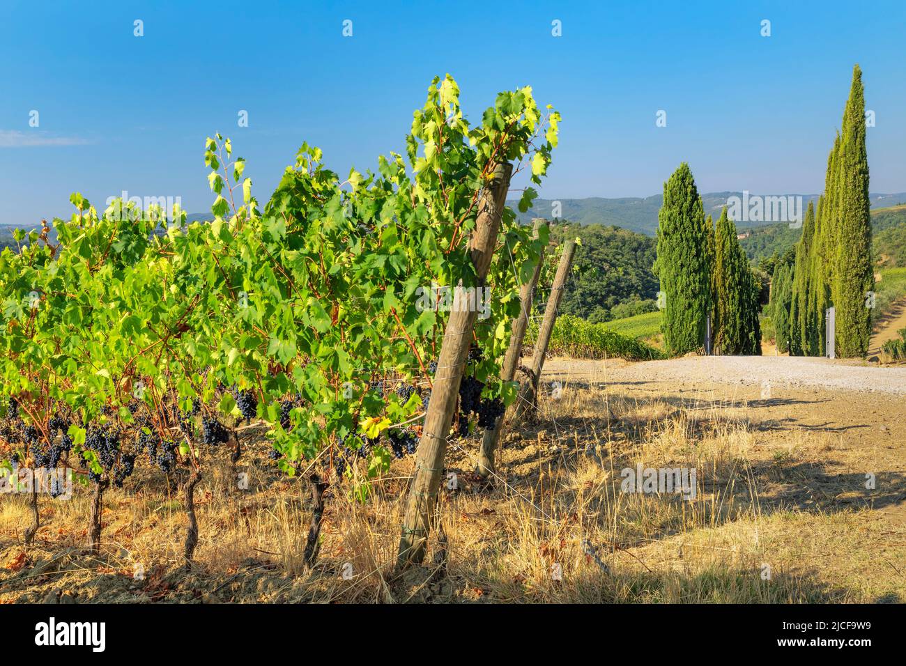 Vignobles près de Radda in Chianti, Chianti, province de Florence, Toscane, Italie Banque D'Images