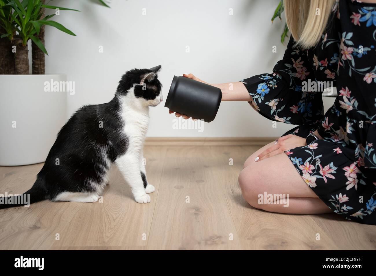 femme propriétaire de chat s'agenouillant sur le sol montrant le pot de friandises noir à tuxedo kitty qui regarde à l'intérieur du pot Banque D'Images