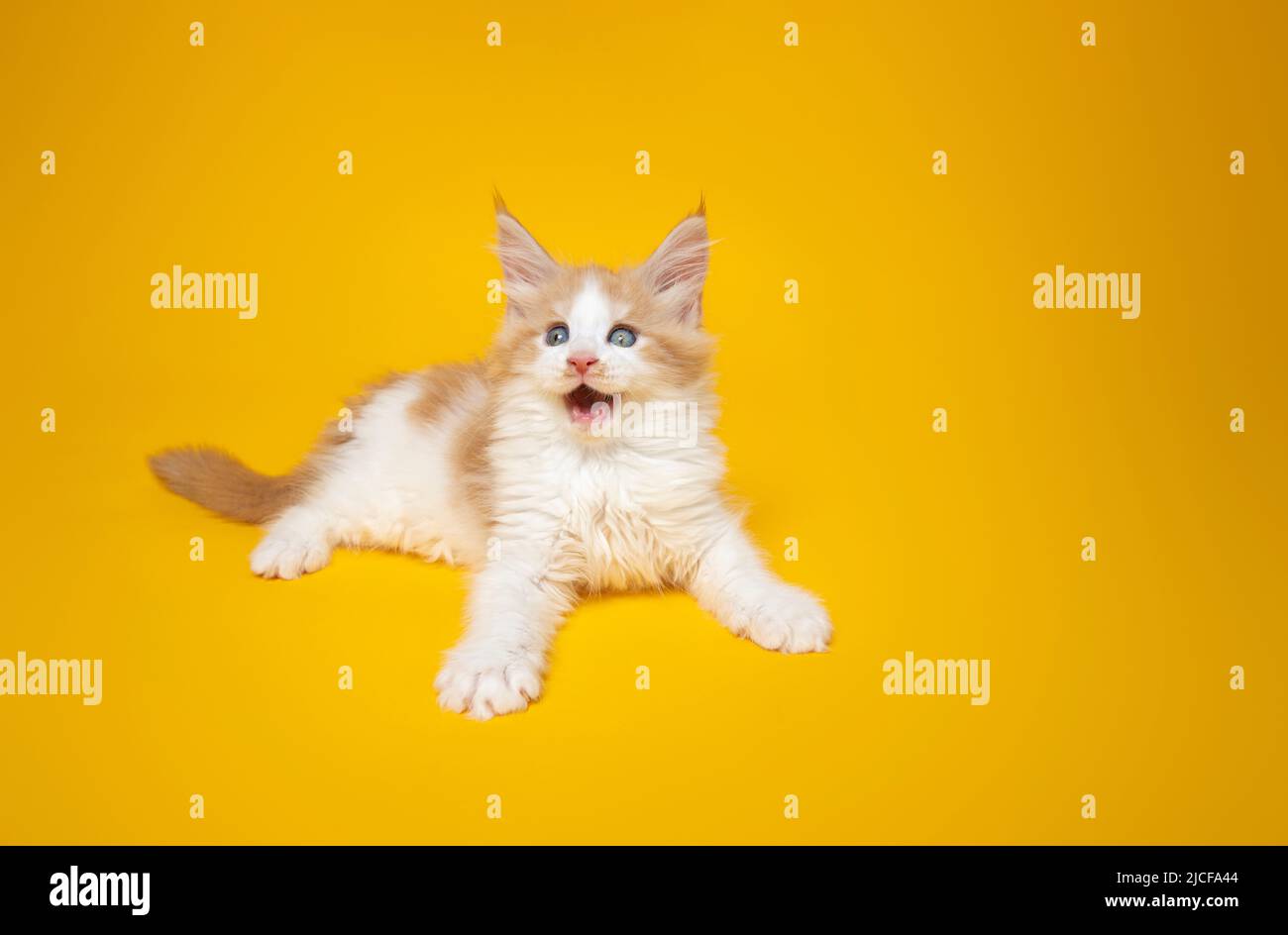 drôle de chaton de gingembre avec la bouche ouverte sur fond jaune avec espace de copie Banque D'Images