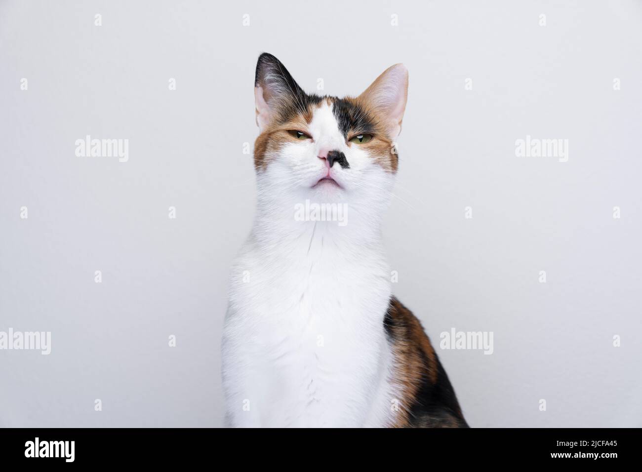 calico chat regardant l'appareil photo en colère ou déplaisés sur fond blanc Banque D'Images