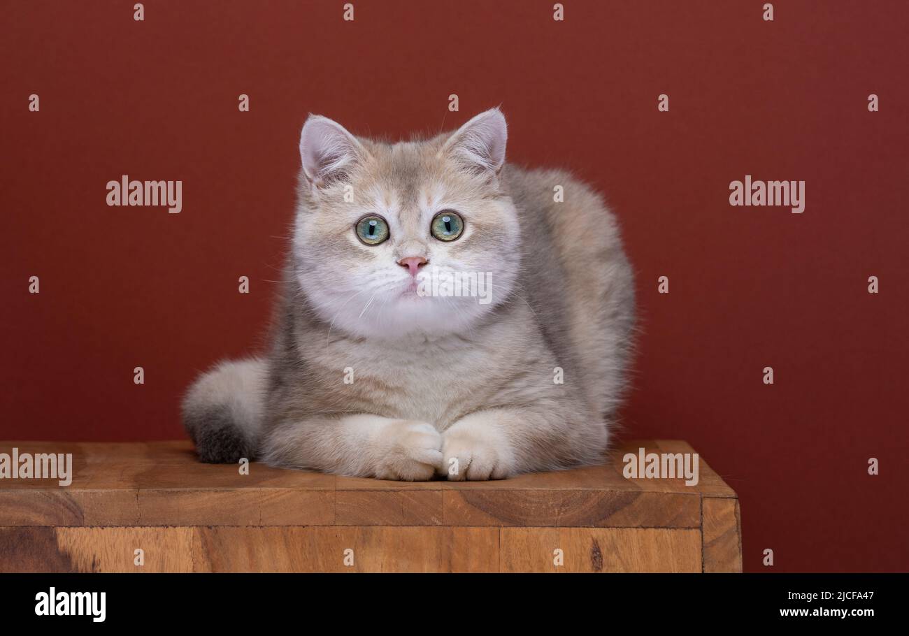 joli bleu or coquillage britannique shorthair kitten portrait couché sur le devant regardant l'appareil photo Banque D'Images