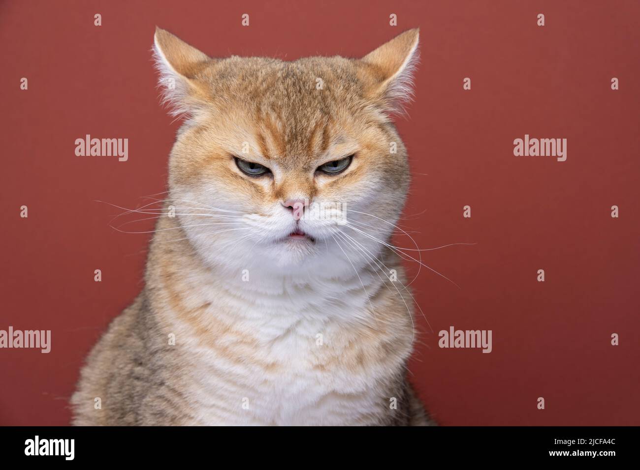 chat pygashort britannique en colère qui a l'air déplaisants dans le dos Banque D'Images