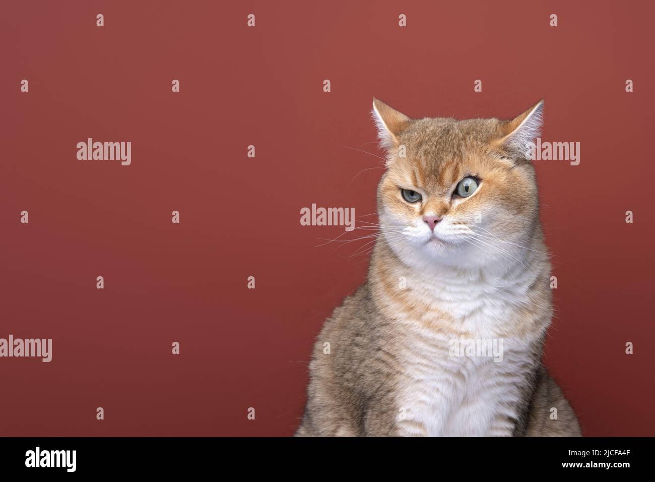 chat britannique en colère de shorthair regardant sur le côté à l'espace de copie Banque D'Images