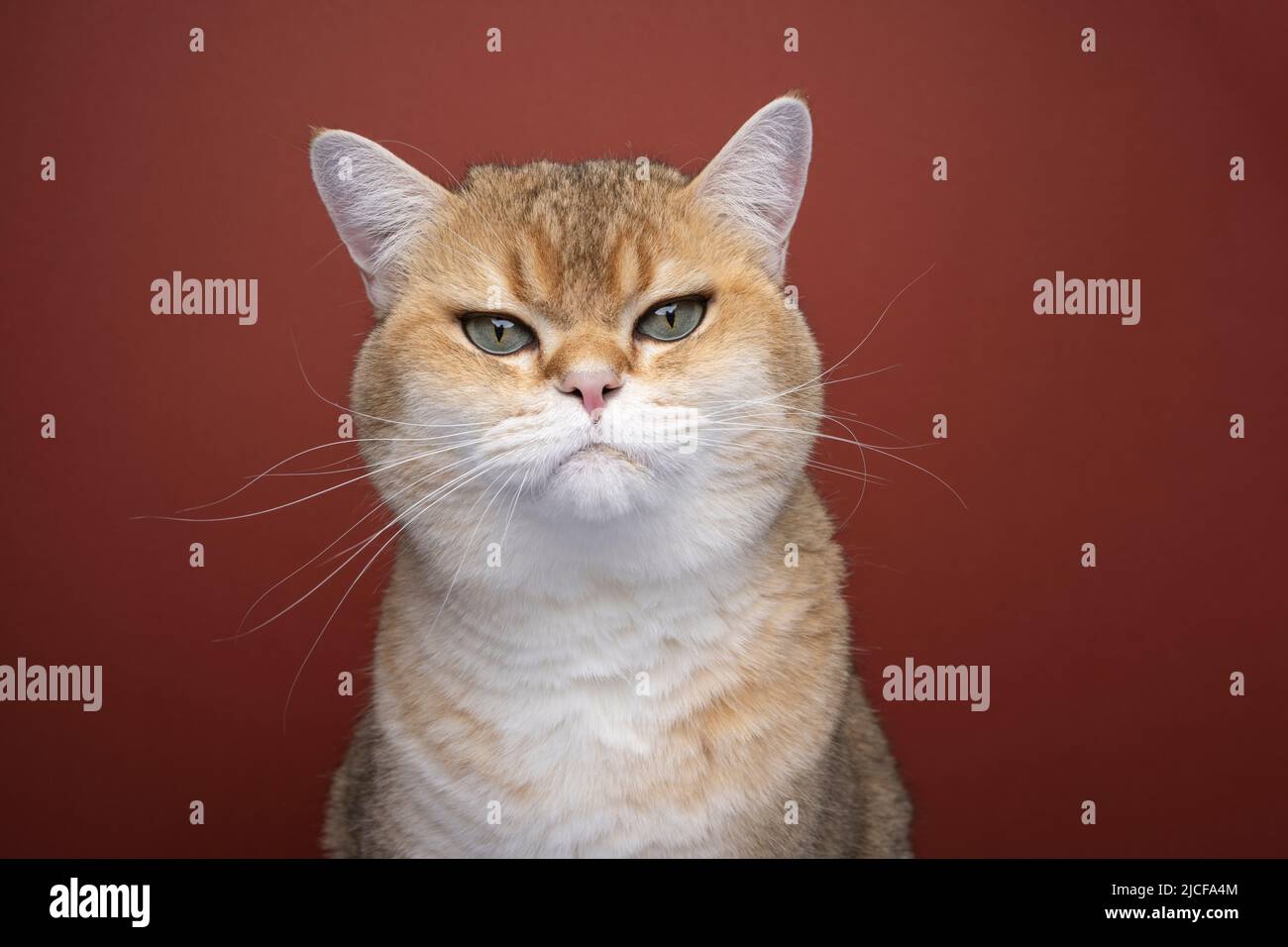 portrait de chat de shorthair britannique doré et doux sur fond marron Banque D'Images