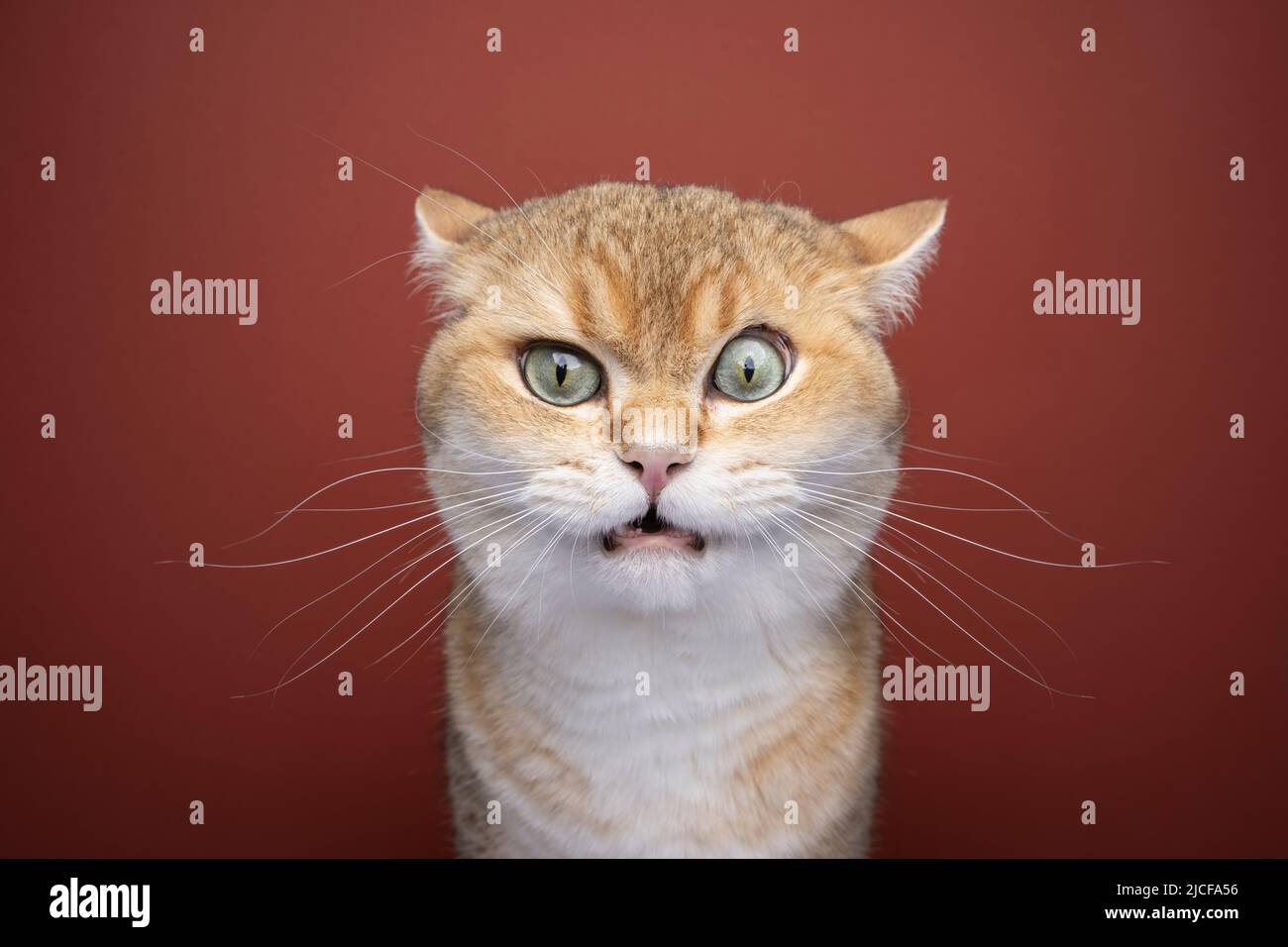 british shorthair chat rendant drôle visage en colère ou contrarié Banque D'Images