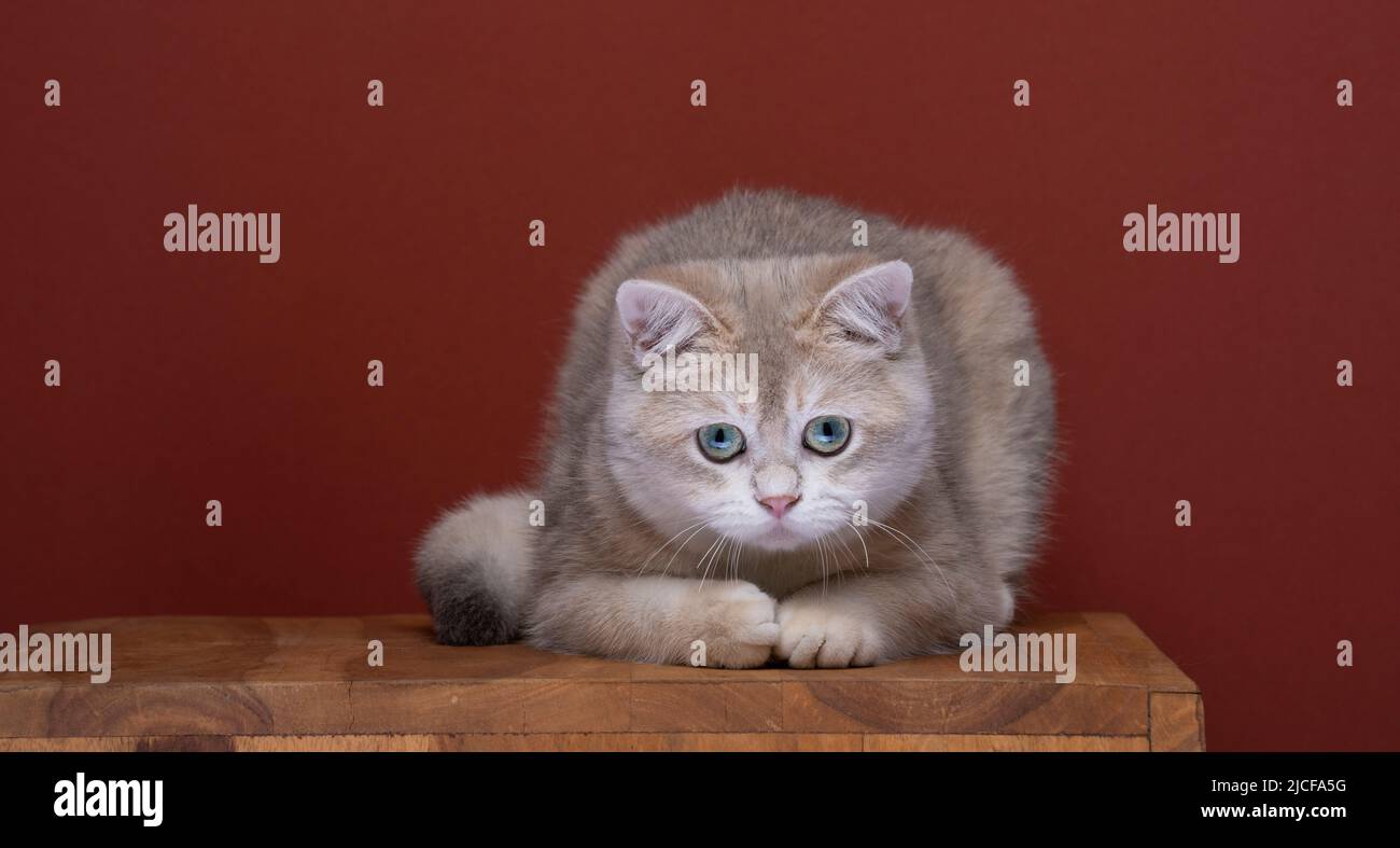 curieux chaton britannique de shorthair allongé sur un sol en bois regardant vers le bas Banque D'Images