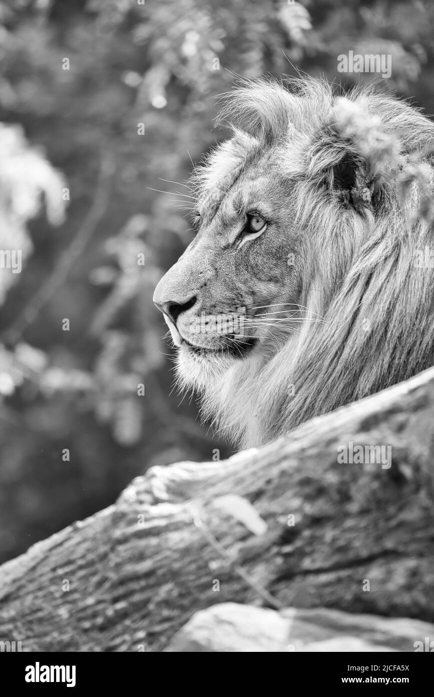 Lion en noir et blanc avec une belle manne couchée sur un rocher. Prédateur détendu. Photo d'animal du grand chat. Banque D'Images