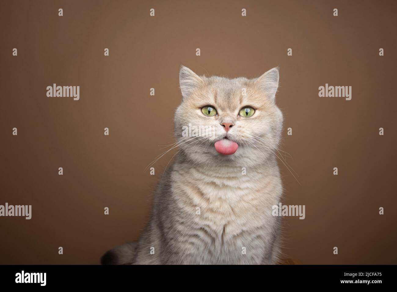 naughty british shorthair chat collant hors de la langue sur fond marron avec l'espace de copie Banque D'Images