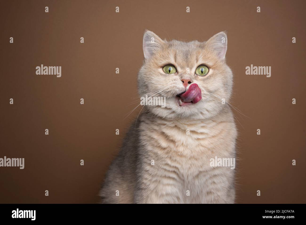 un petit chat britannique affamé se régle sur les lèvres portrait avec espace de copie Banque D'Images