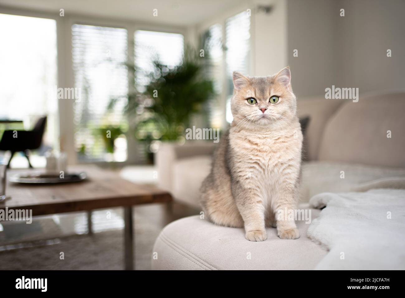 joli petit chat britannique sur un canapé dans un salon moderne Banque D'Images