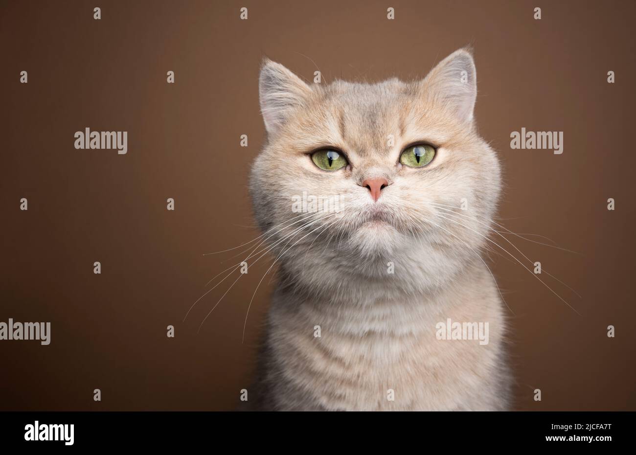 bleu miel doré britannique shorthair chat avec les yeux verts portrait Banque D'Images