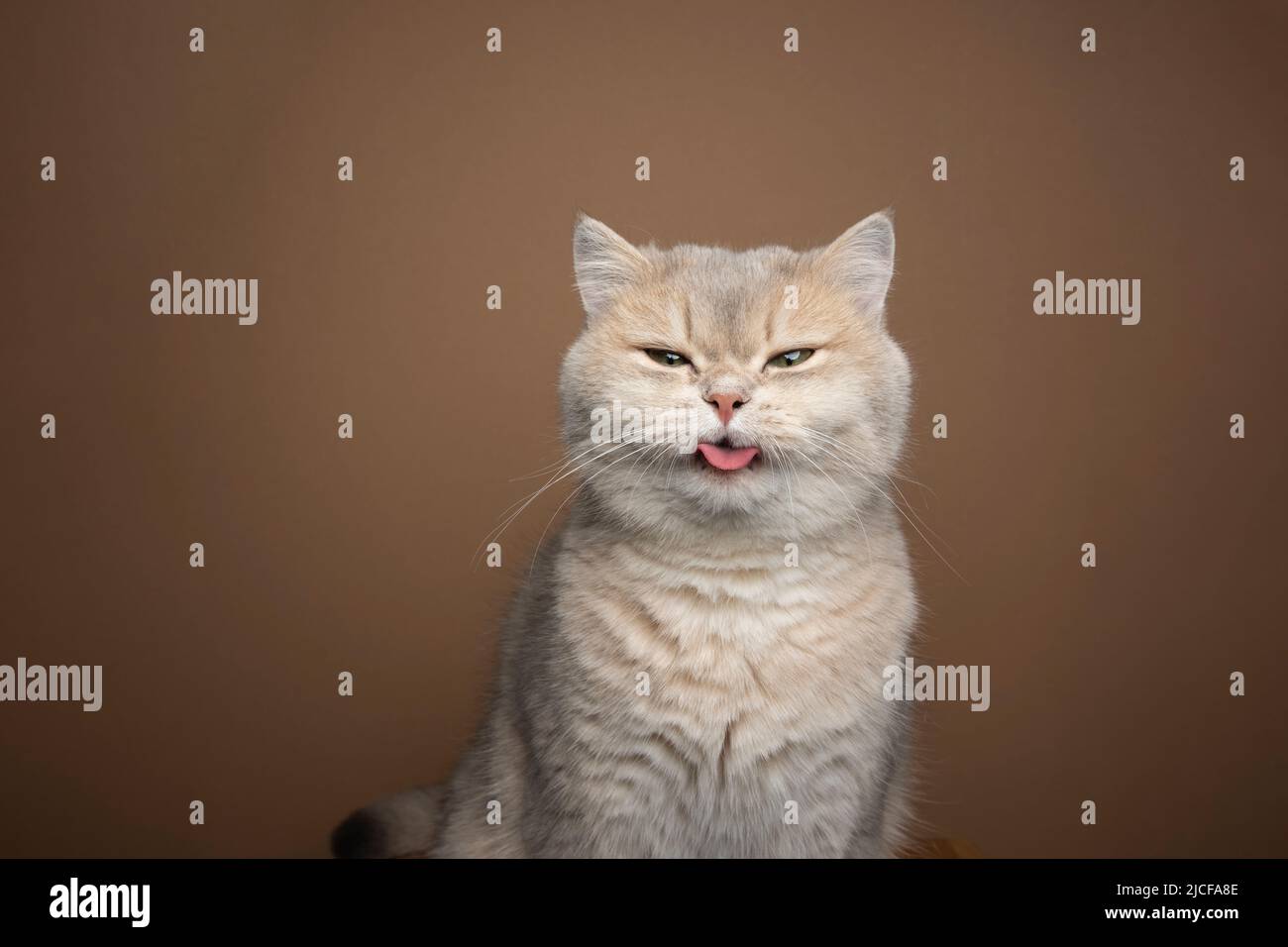 naughty british shorthair chat collant hors de la langue sur fond marron avec l'espace de copie Banque D'Images
