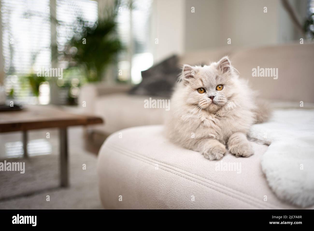 un chat en poils longs moelleux reposant sur un canapé, couché sur le devant de l'appareil photo Banque D'Images