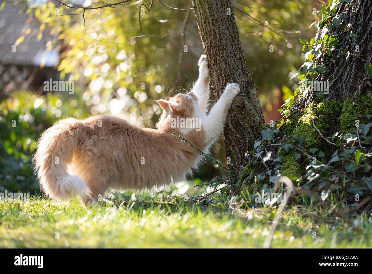 chat doux rayant l'arbre à l'extérieur sous la lumière du soleil Banque D'Images