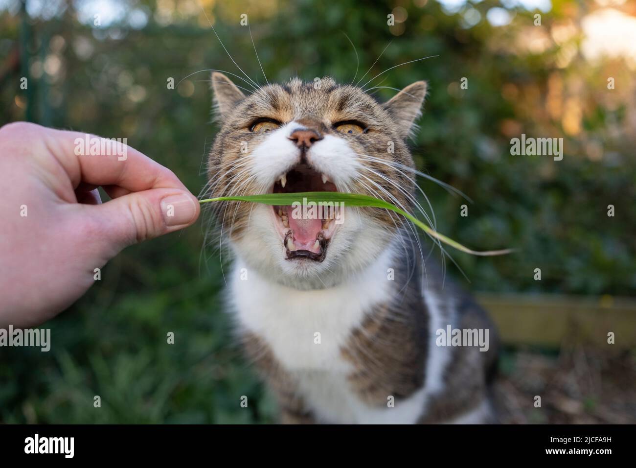 le propriétaire d'un animal de compagnie nourrissant le chat tenant la lame d'herbe à la main Banque D'Images