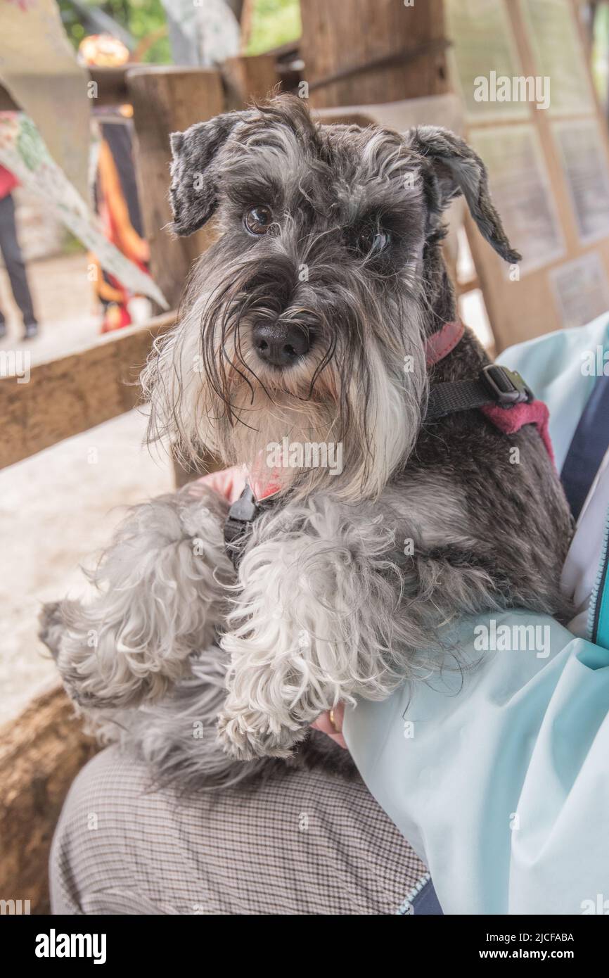 Je suis un Schnauzer miniature assez beau avec une barbe de chuchotements de menton pour améliorer mes beaux regards ciselés Banque D'Images