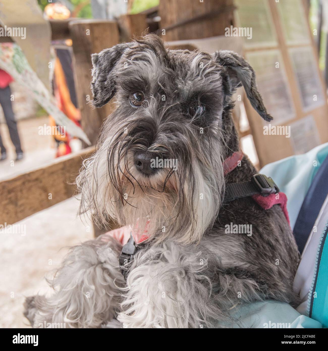 Je suis un Schnauzer miniature assez beau avec une barbe de chuchotements de menton pour améliorer mes beaux regards ciselés Banque D'Images