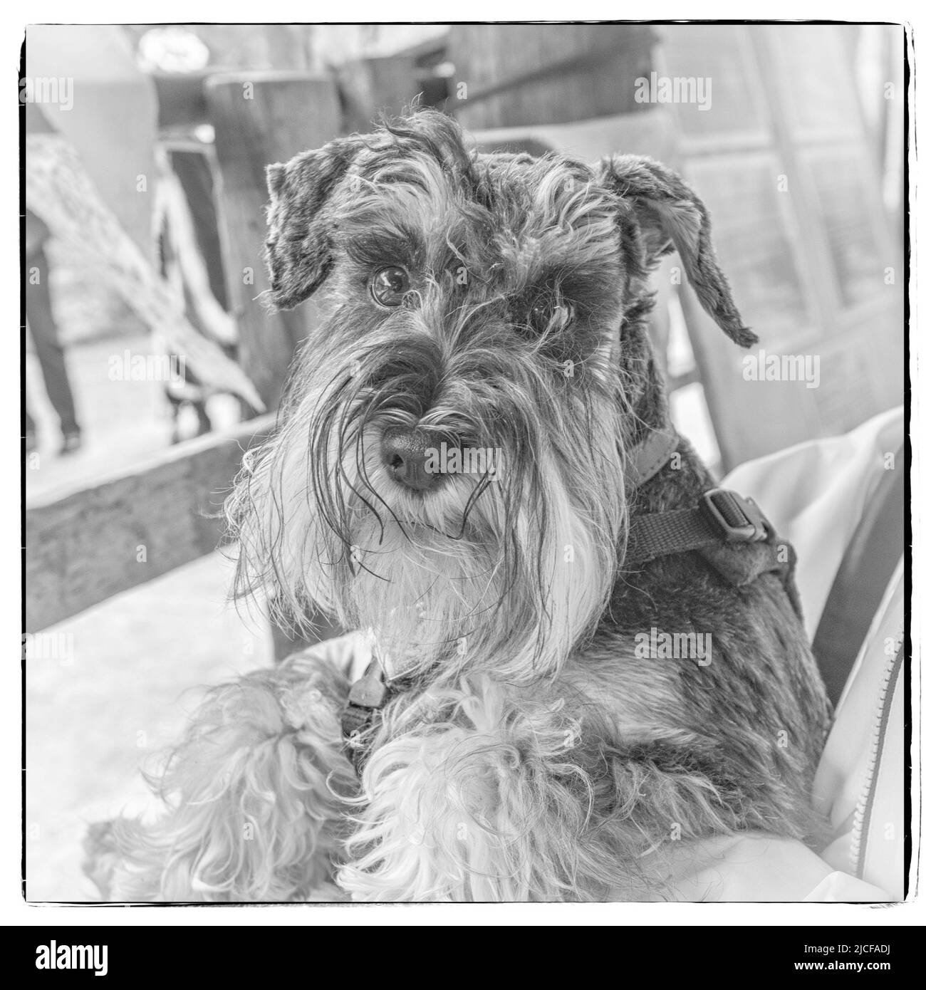 Je suis un Schnauzer miniature assez beau avec une barbe de chuchotements de menton pour améliorer mes beaux regards ciselés Banque D'Images