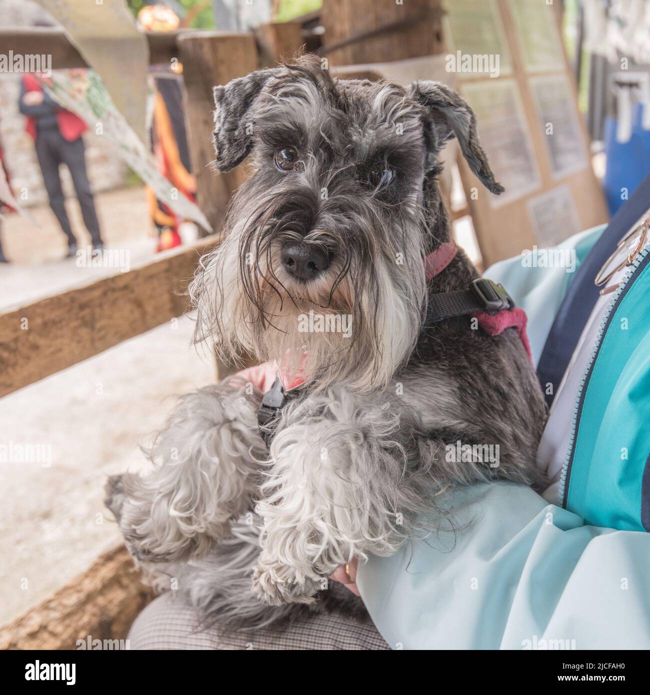 Je suis un Schnauzer miniature assez beau avec une barbe de chuchotements de menton pour améliorer mes beaux regards ciselés Banque D'Images