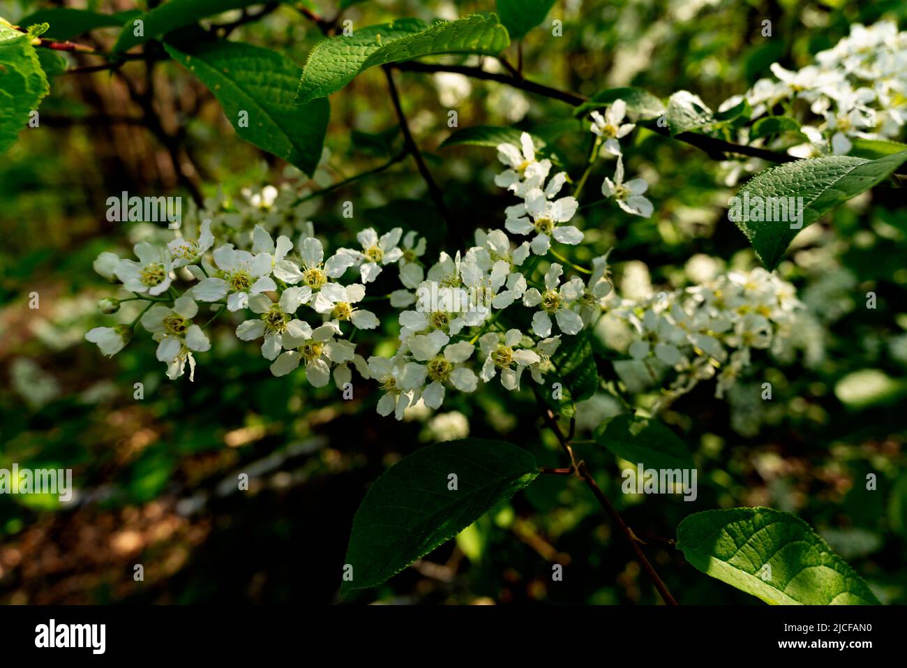 Petit jeune arbre à fleurs dans la forêt au printemps Banque D'Images