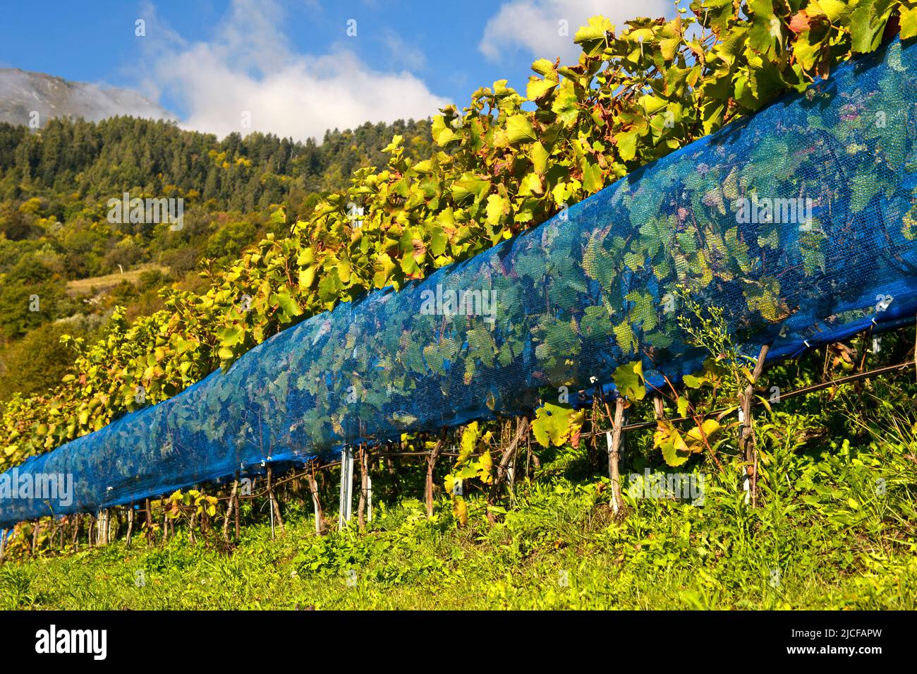 Les filets bleus de protection des oiseaux protègent contre l'alimentation des oiseaux dans un vignoble de la région viticole de Leytron, Valais, Suisse Banque D'Images