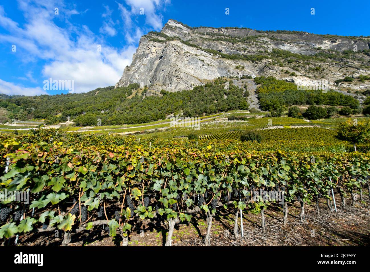 Vignes dans le vignoble de Leytron au pied du pic de montagne Ardeve, Leytron, Valais, Suisse Banque D'Images