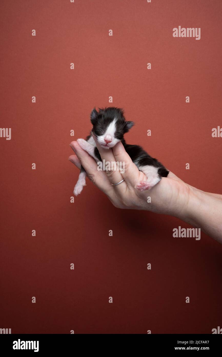 main tenant le nouveau-né noir et blanc tuxedo chaton sur fond rouge marron Banque D'Images