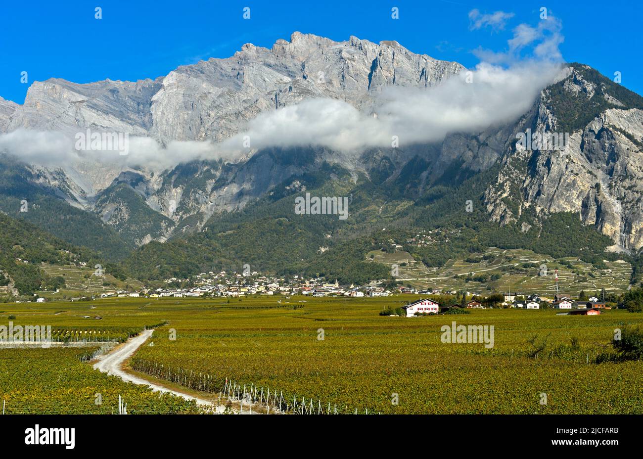 Vignobles dans la région viticole de Chamoson, devant les parois rocheuses du pic du Haut de Cry, Chamoson, Valais, Suisse Banque D'Images