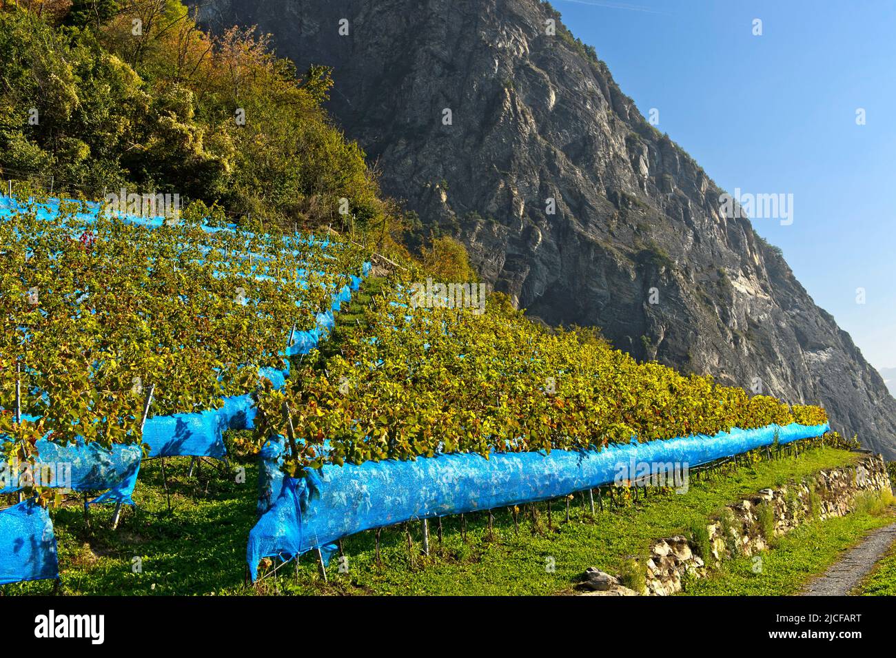 Les filets bleus de protection des oiseaux protègent contre l'alimentation des oiseaux dans un vignoble de la région viticole de Leytron, Valais, Suisse Banque D'Images