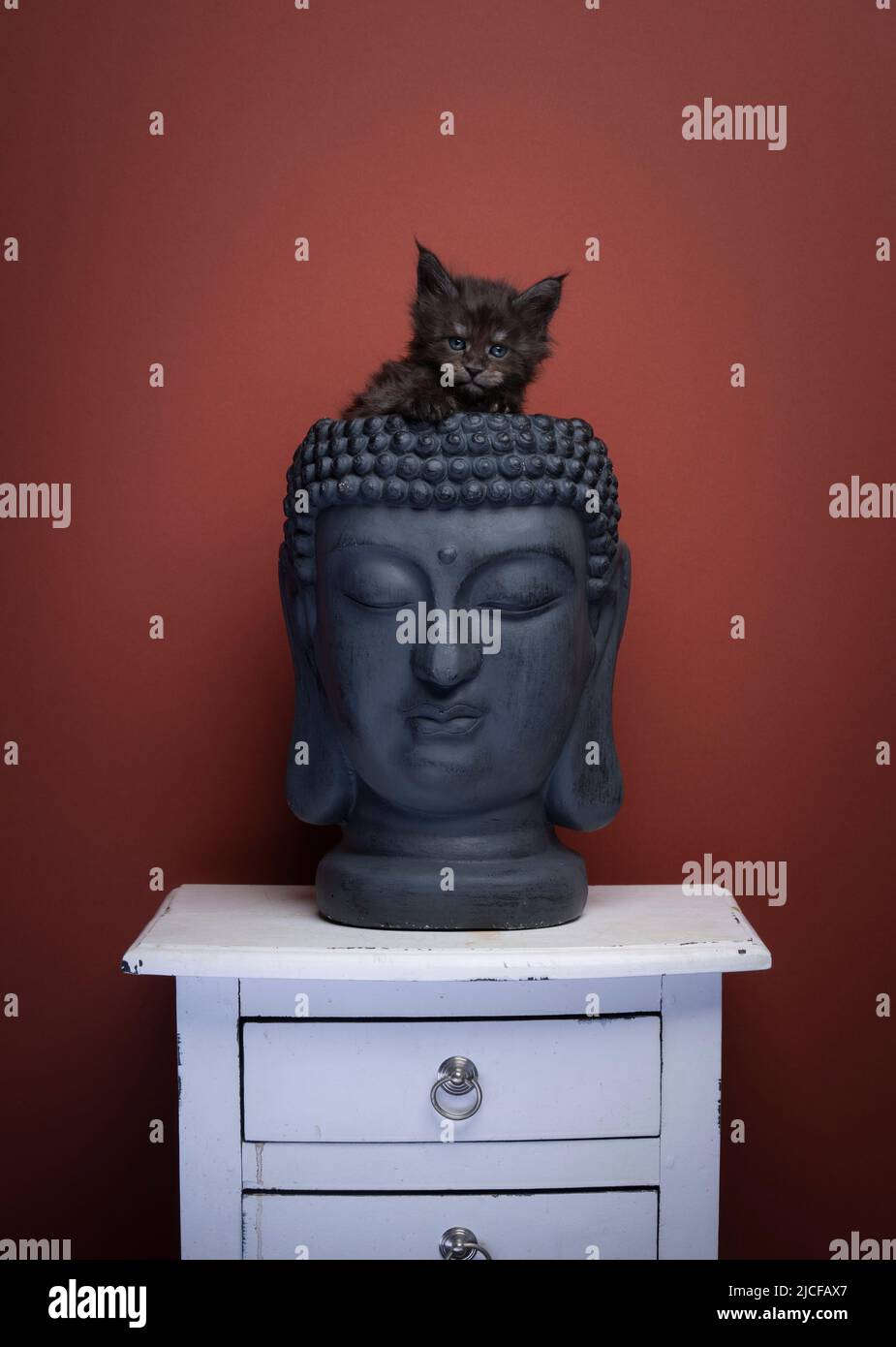 mignon noir maine coon chaton à l'intérieur de la tête de bouddha vide pot de plante sur fond rouge brun Banque D'Images