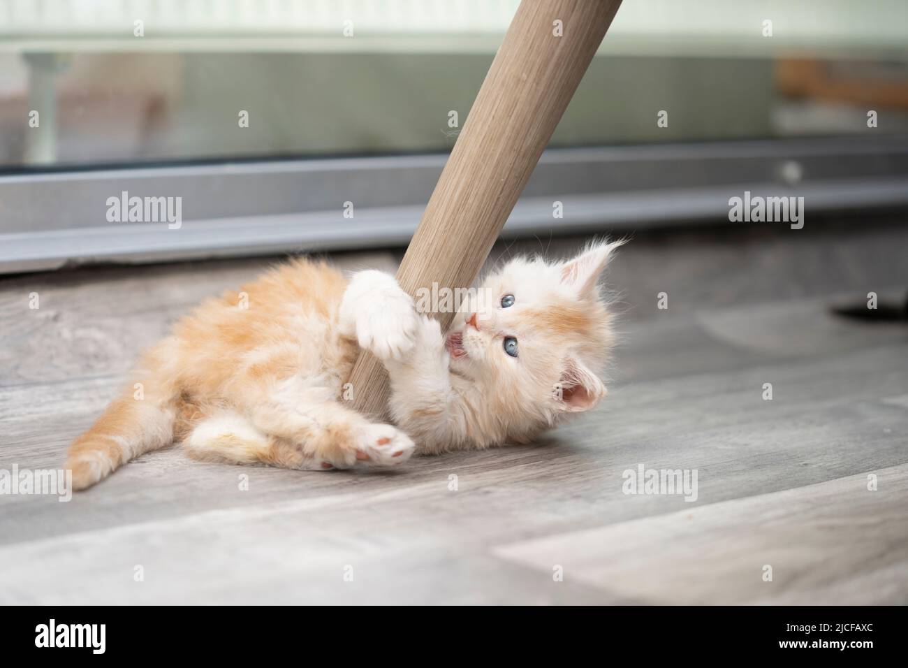ginger joueur maine coon chaton jouant avec la jambe de chaise s'amusant Banque D'Images