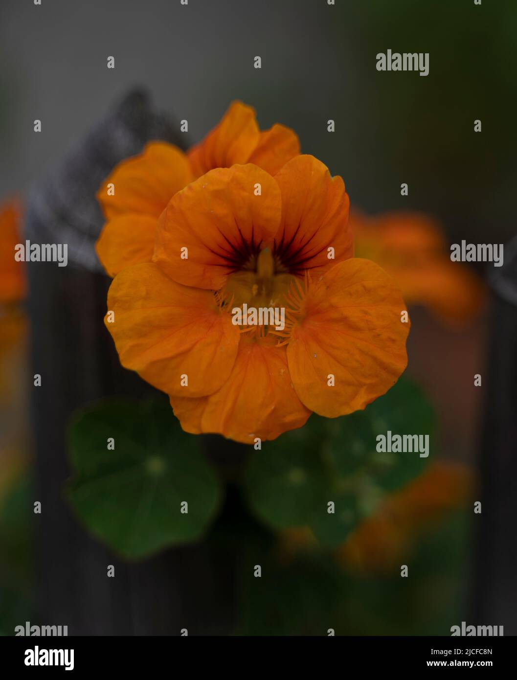 Fleur d'orange d'un nasturtium sur la clôture de jardin, Bavière, Allemagne Banque D'Images