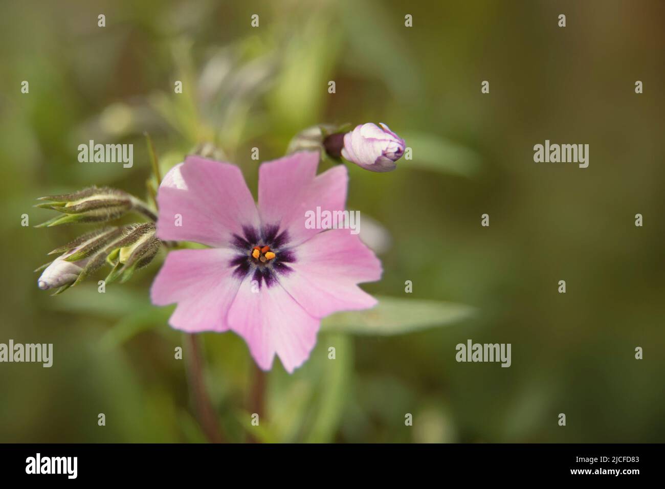 Fleurs printanières, phlox de mousse, fleur rose, gros plan Banque D'Images