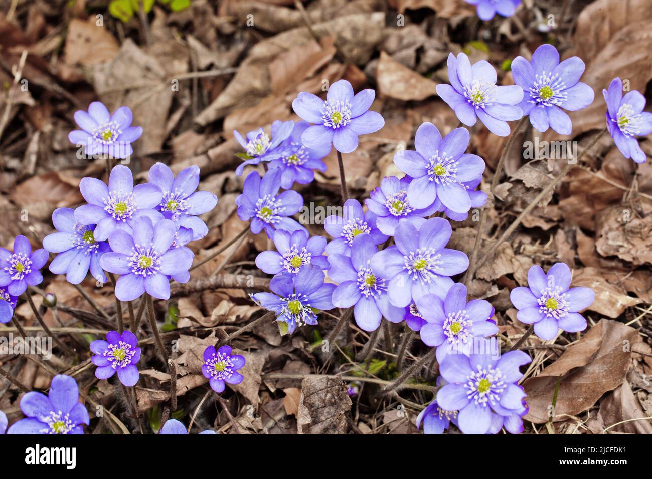 Vermillepertuis, bleu-violet, fleuron de printemps dans les forêts décidues Banque D'Images