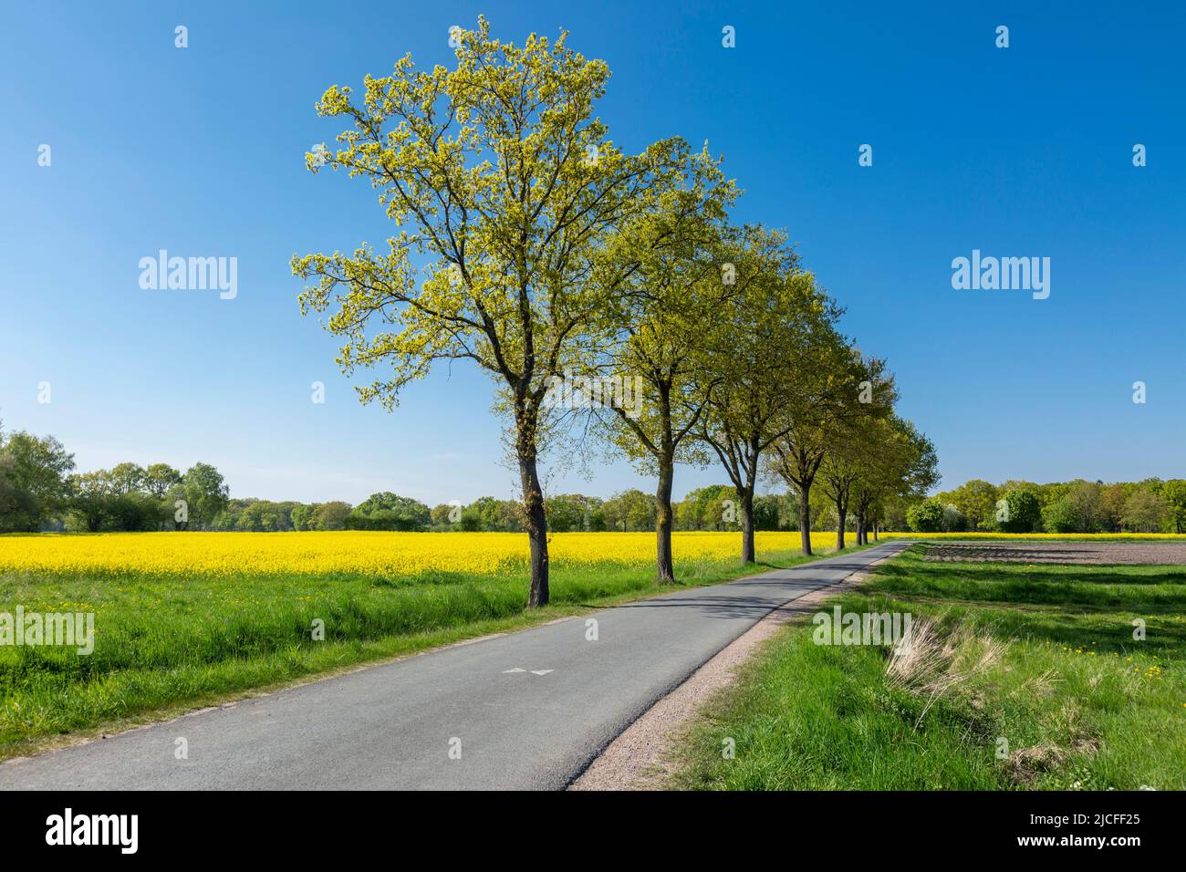 Allemagne, Senden (Westphalie), pays de l'Ouest, Westphalie, Rhénanie-du-Nord-Westphalie, NRW, Senden-Ottmarsbocholt, paysage printanier, champ de colza à fleurs, culture du colza, zone forestière, route de campagne, avenue, rangée d'arbres Banque D'Images