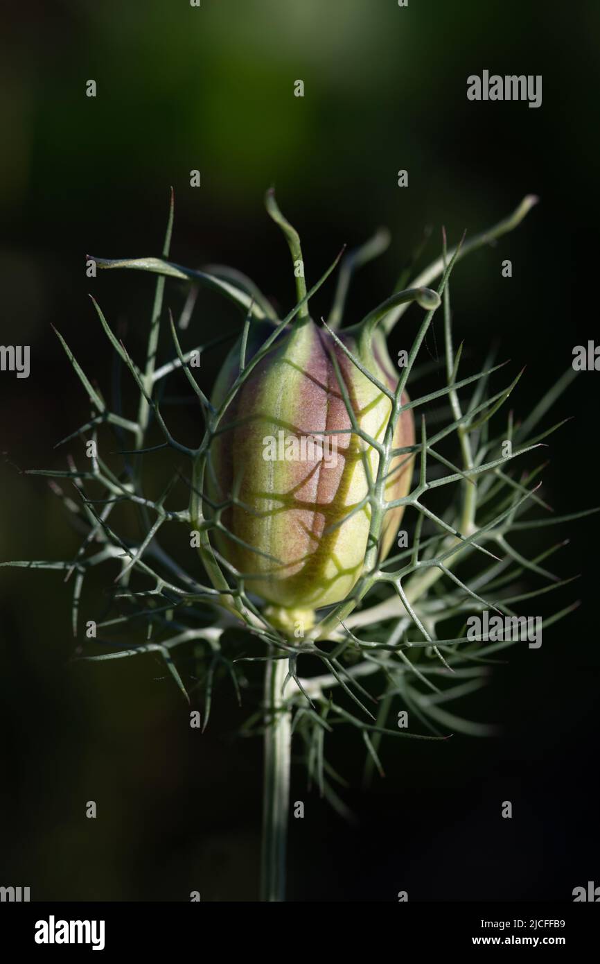 Gros plan sur le bourgeon d'une Marguerite (Nigella damascena) poussant dans la nature sur un fond vert et sombre, caché dans l'ombre. Banque D'Images