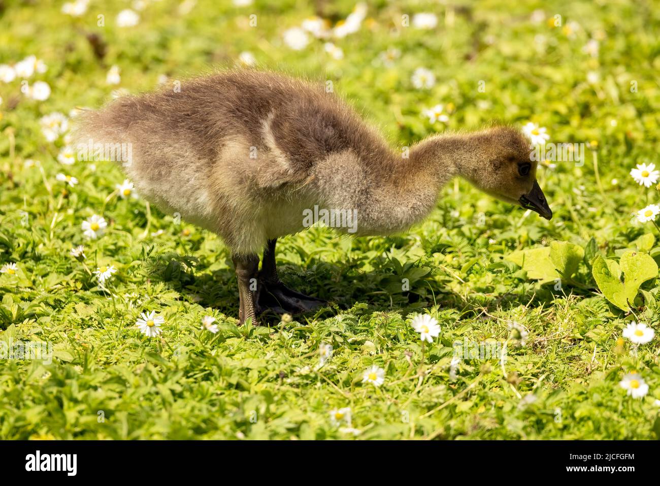 Des oisons présentant la parenté mixte inhabituelle de la Bernache du Canada et de la Bernache du Graylag au centre des terres humides de la WWT Arundel, Arundel, West Sussex, Royaume-Uni, une réserve naturelle Banque D'Images