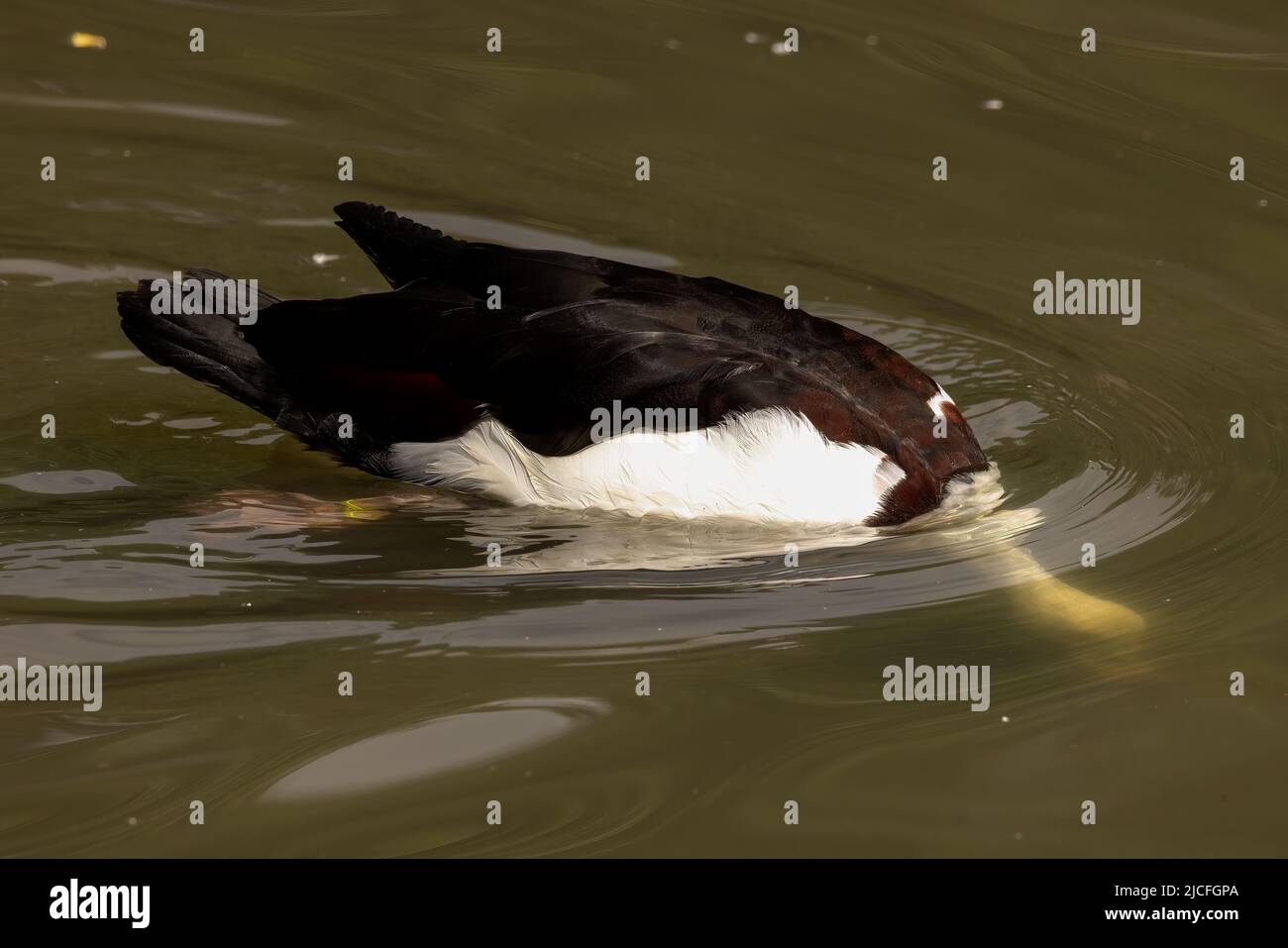 Le Radjah Shelduck (Radjah radjah) est une espèce de Shelduck à dos noir ou de Burdekin Duck. Image capturée à WWT Arundel, Royaume-Uni Banque D'Images